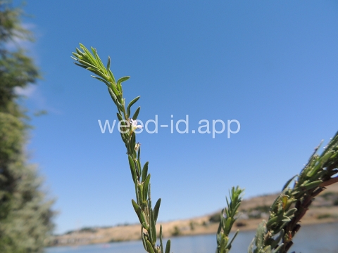 loosestrife, hyssop